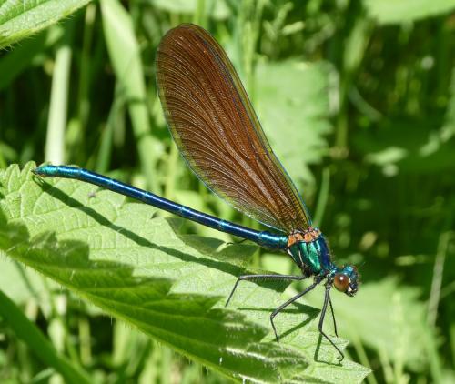 Calopteryx virgo